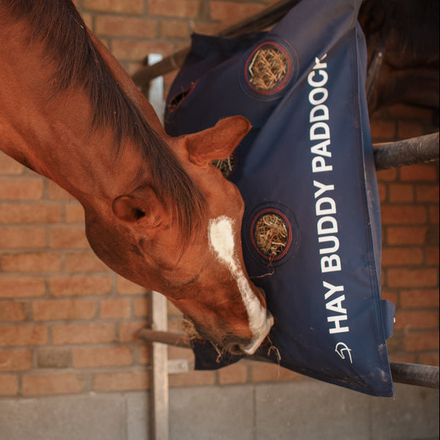 Dominick Hay Buddy Paddock